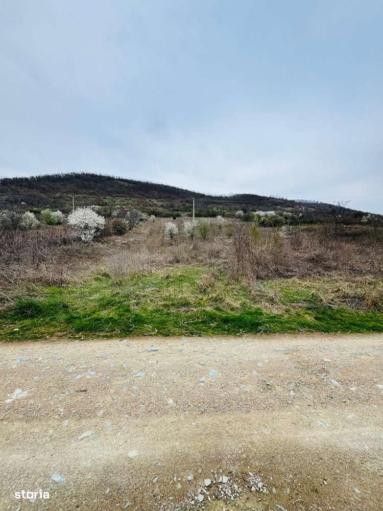 AV644 Teren intravilan, BERZASCA-DUNARE, 6042mp - Imagine principală: 3/9