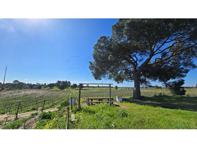 Herdade de 28.000m2 com vinha moscatel e habitações-23