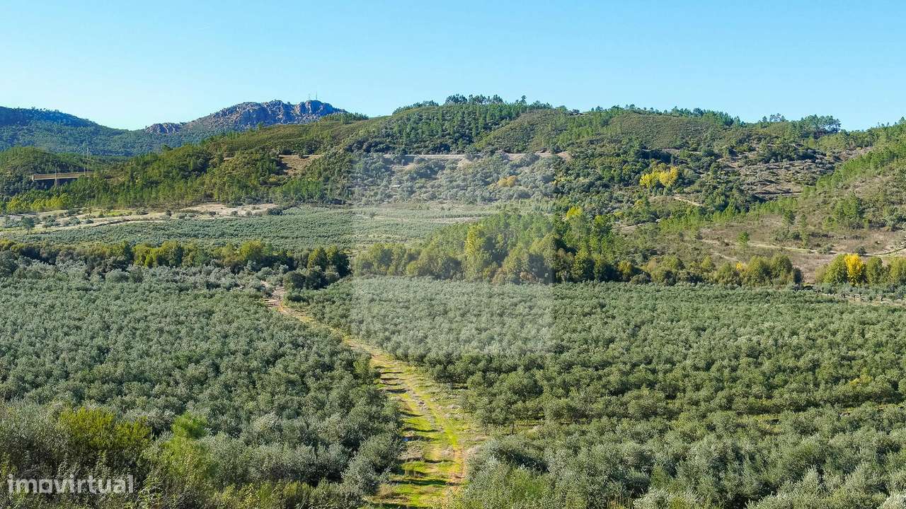 Project Green Valley-6