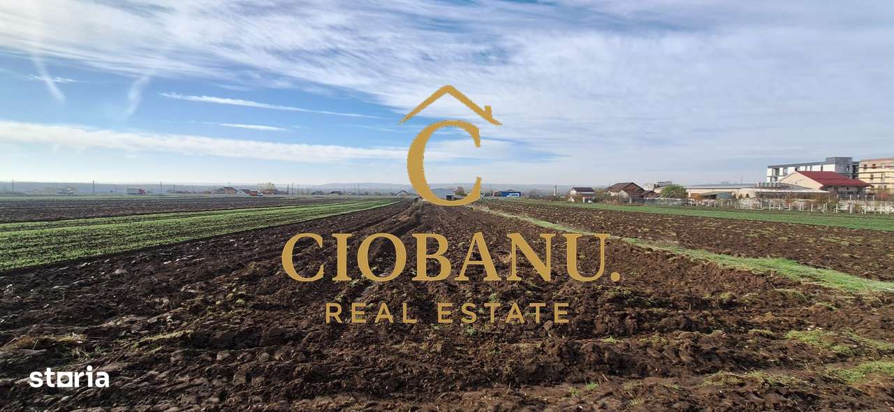 Hala de vanzare in Racari de Jos-13