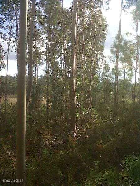 Terreno rústico p/ apicultura e lazer – Paúl da Madriz – Alfarelos - Grande imagem: 4/8