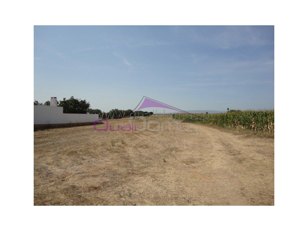 Terreno rústico com 6000 m2 perto da Golegã.