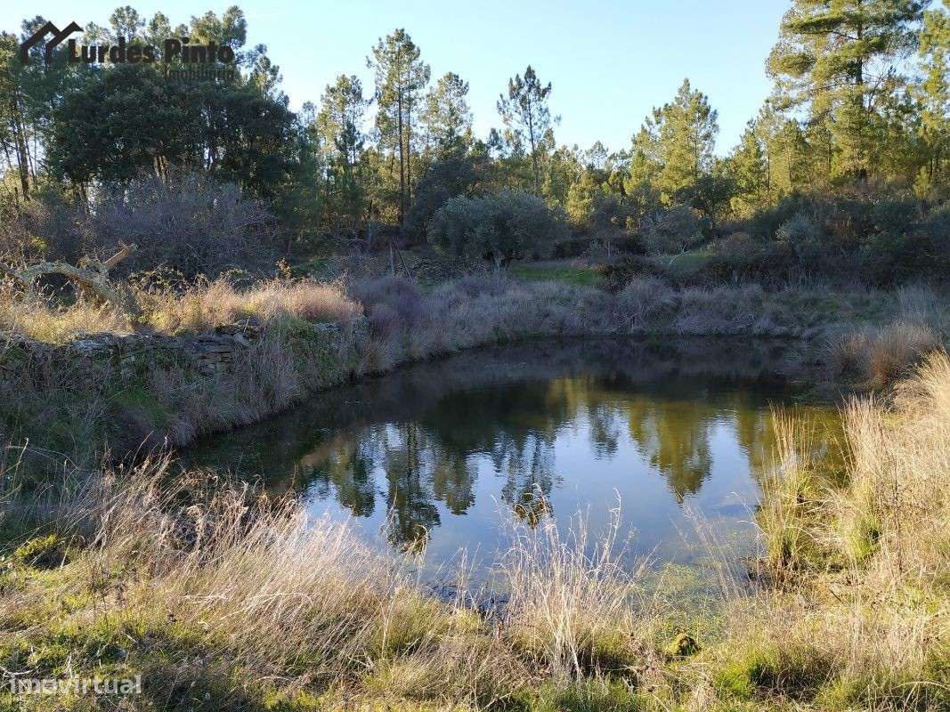 Quinta com arrecadação e muita água - Grande imagem: 3/15