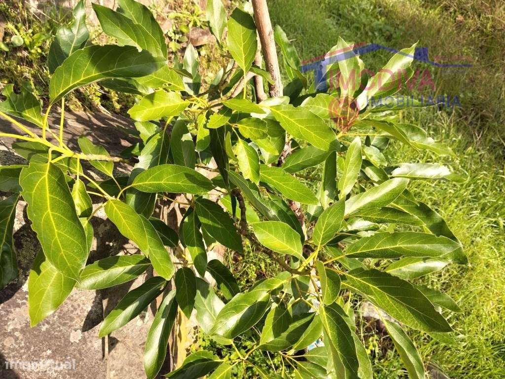 Terreno sustentável em Graça, Pedrogão Grande-20