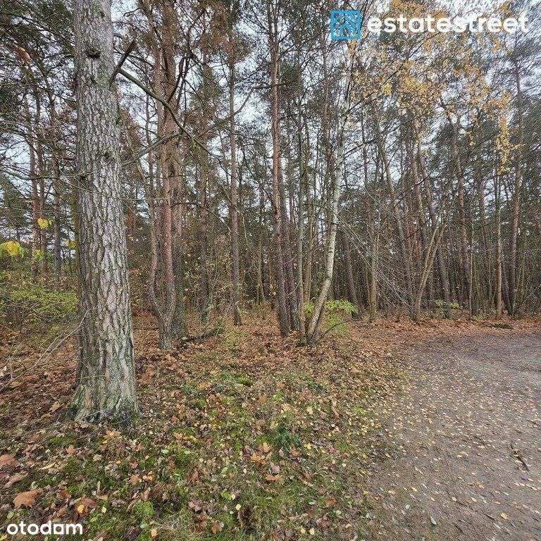 Otwock 3800 m²|Las,działka,media,25 min do Waw - Pełny obrazek: 5/8