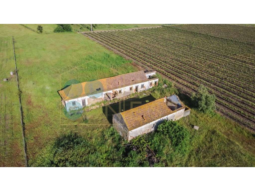 Quintinha com 6.688m ² e ruína para reconstrução | Arraiados, Pinha...-15