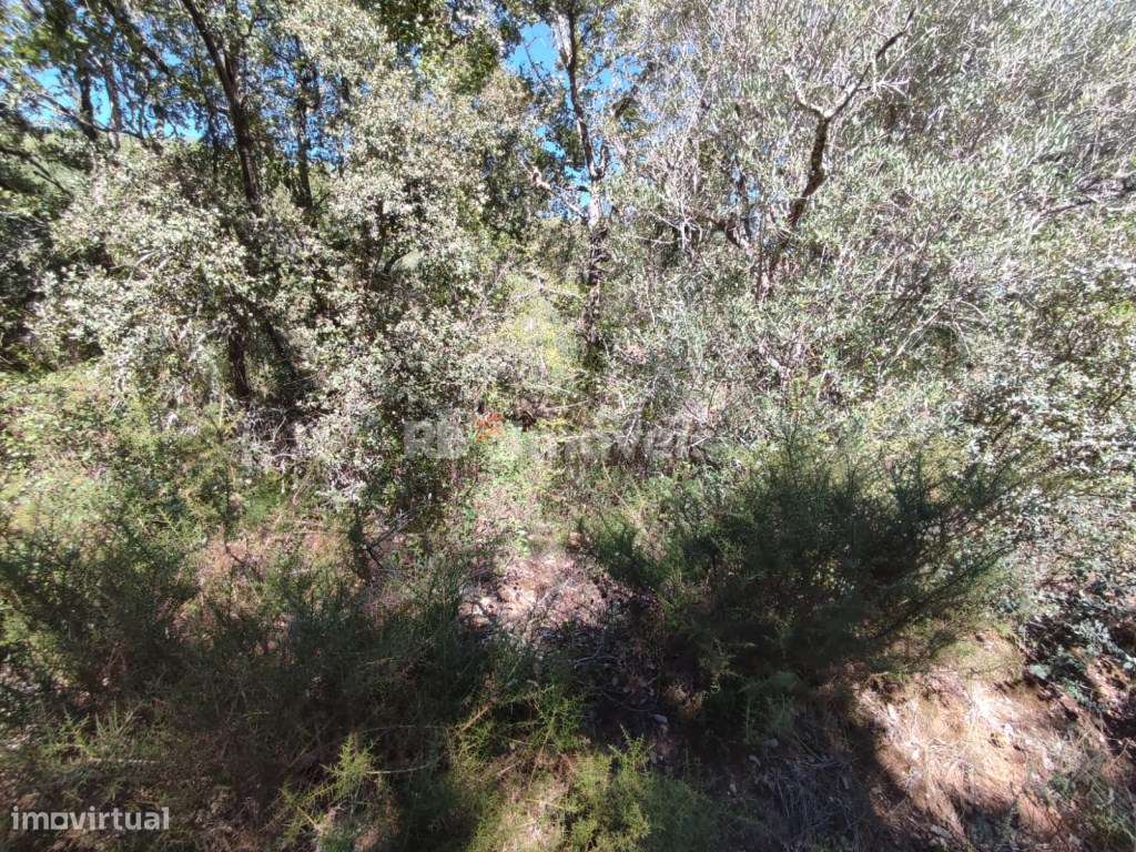 Terreno Rústico com 4200 m² - Casas Velhas, Tomar - Grande imagem: 5/20