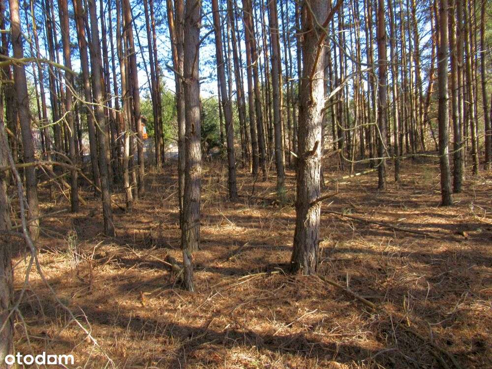 Działka budowlana 903 m2 w Marzyszu - Pełny obrazek: 5/5