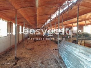 Terreno e Exploração Pecuária, com electricidade, agua e gás - Grande imagem: 3/15