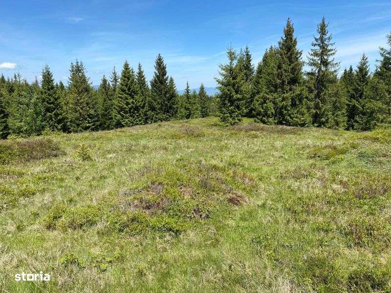 Teren Calatele Padure - Imagine principală: 5/8