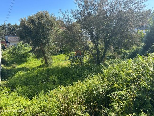 Terreno - Monte Real-11