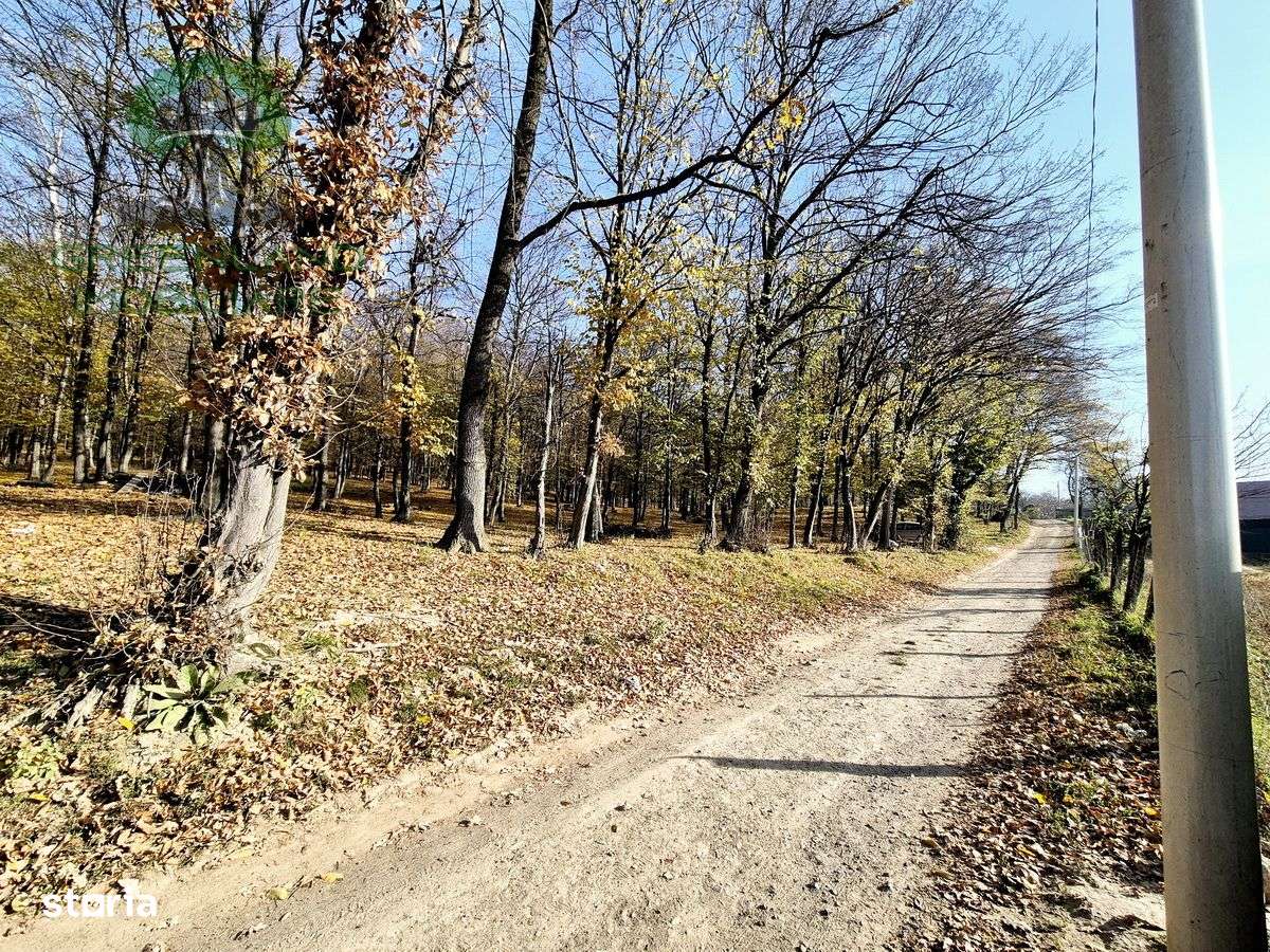TEREN cu PADURE, 10.000mp, zona BARNOVA, langa Hamak - Imagine principală: 1/8