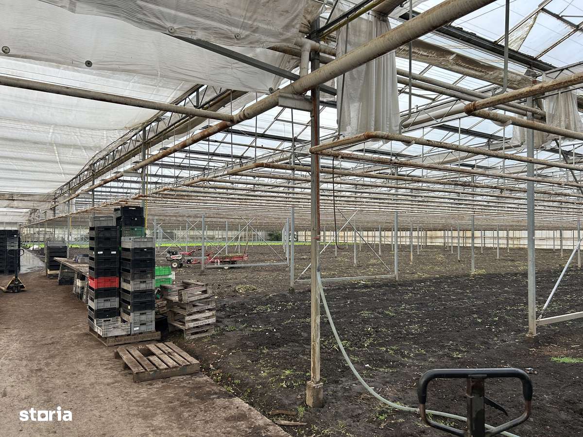 O afacere de succes în horticultură cu seră în Lehliu Gara - Imagine principală: 4/15