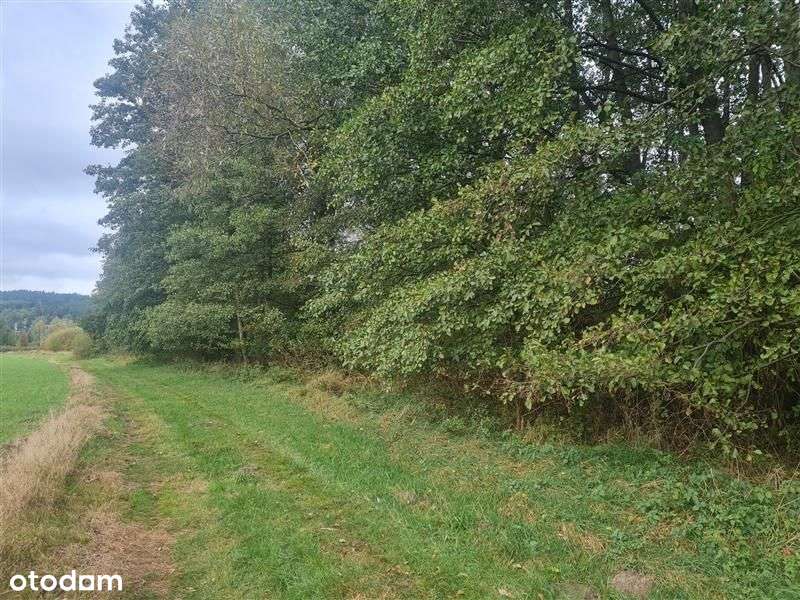 Działka - Nowe Miasto Lubawskie-5