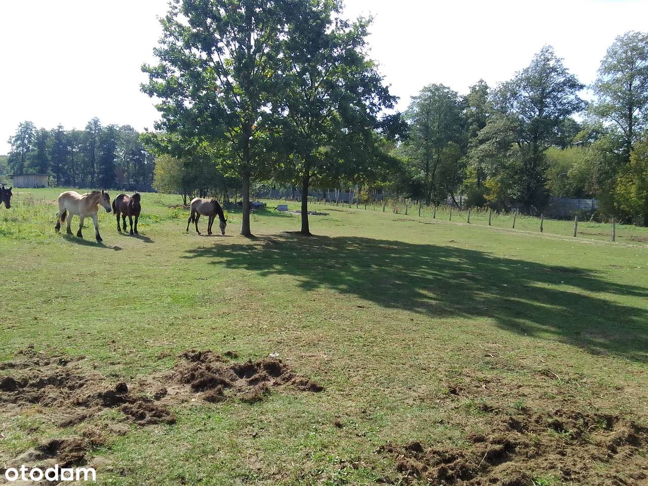 OSTATNIE 2 działki!! Działki w Michałowie- Reginowie po 1000m2 - Pełny obrazek: 4/6