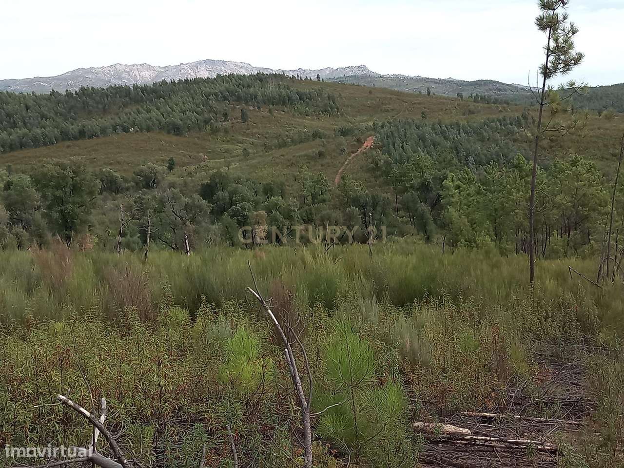 Terreno com 17040m2 em Sobral do Campo - Grande imagem: 2/9