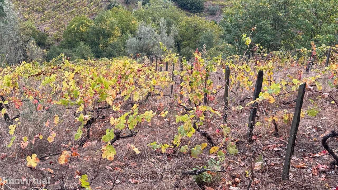 Quinta em Sedielos, Peso da Régua-5