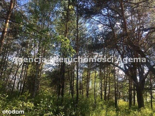 Działka, 5 303 m², Osłowo - Pełny obrazek: 4/9