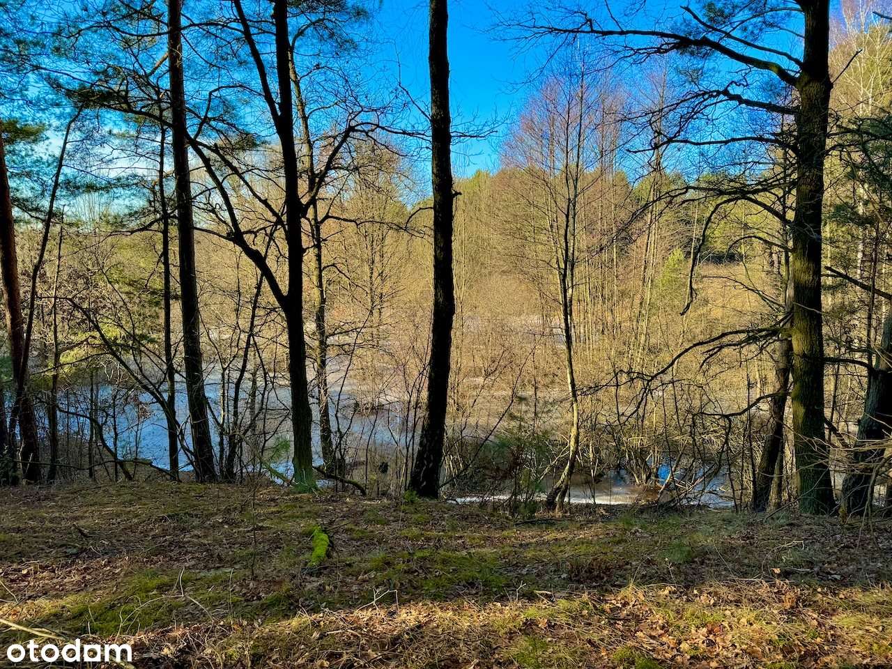 Działka leśna nad Pilicą-Ostrów gm. Aleksandrów - Pełny obrazek: 5/19