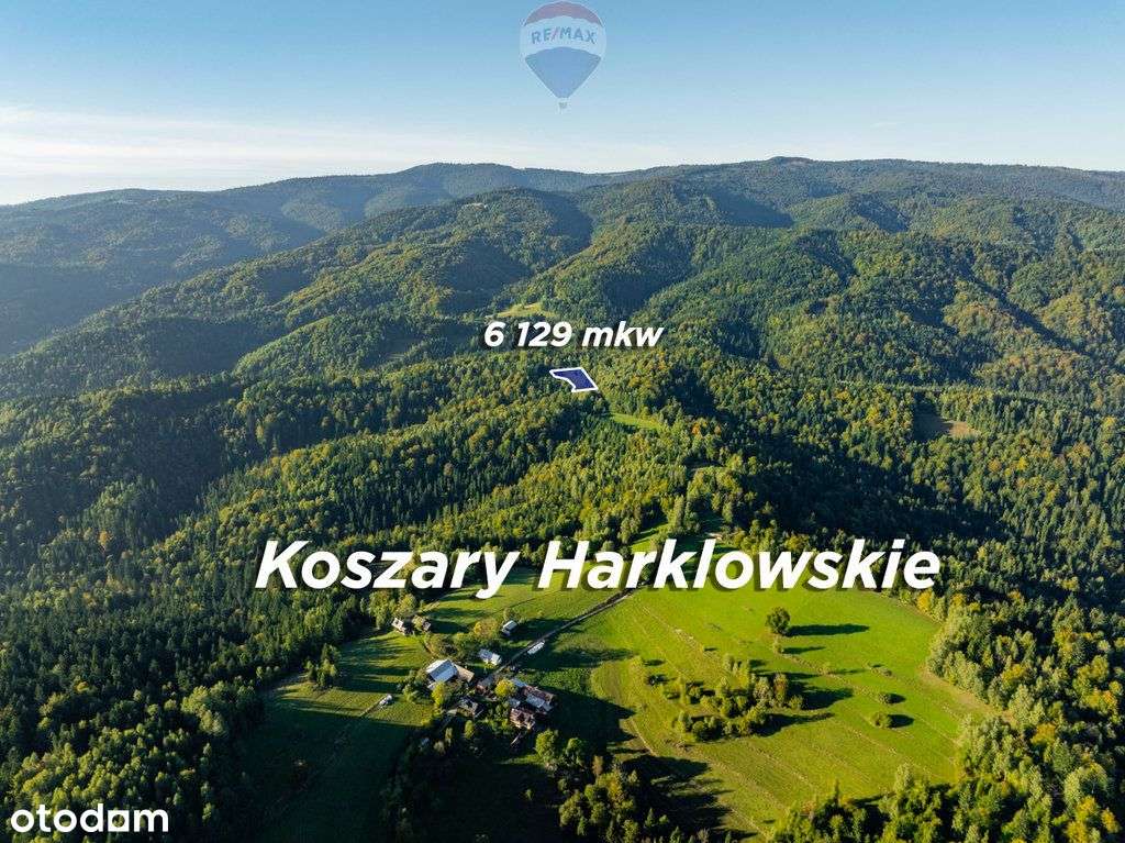 Polana w lesie - Pełny obrazek: 1/19