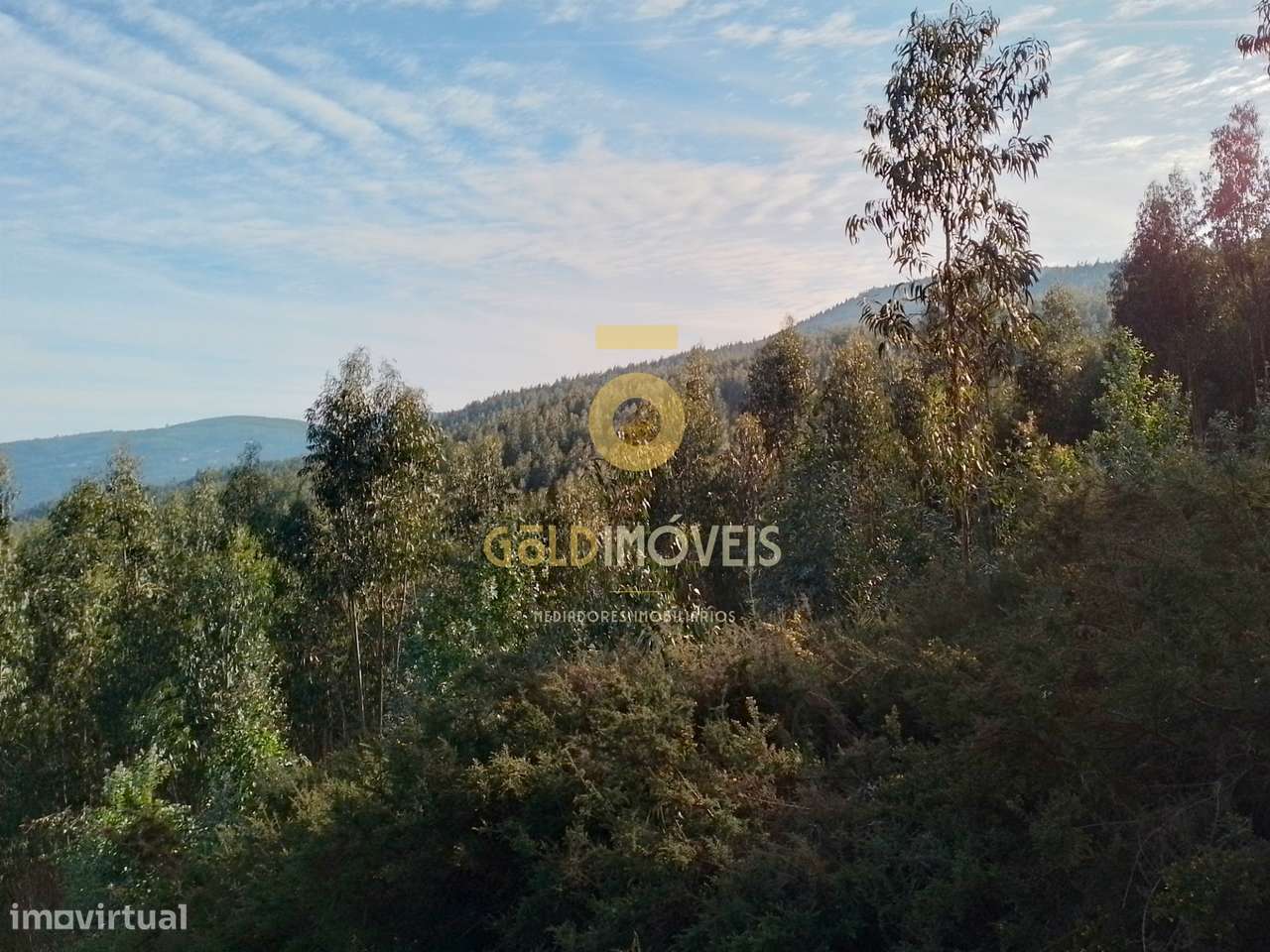 Terreno Florestal - Grande imagem: 5/5