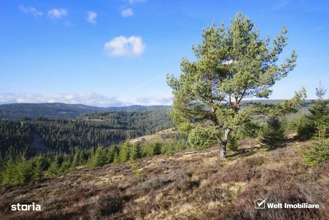 Se vinde teren cat un munte in Apuseni - Poiana Horea-1