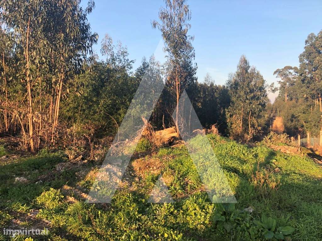 Terreno rústico localizado em Vale d'Erva - Águeda - Grande imagem: 5/9