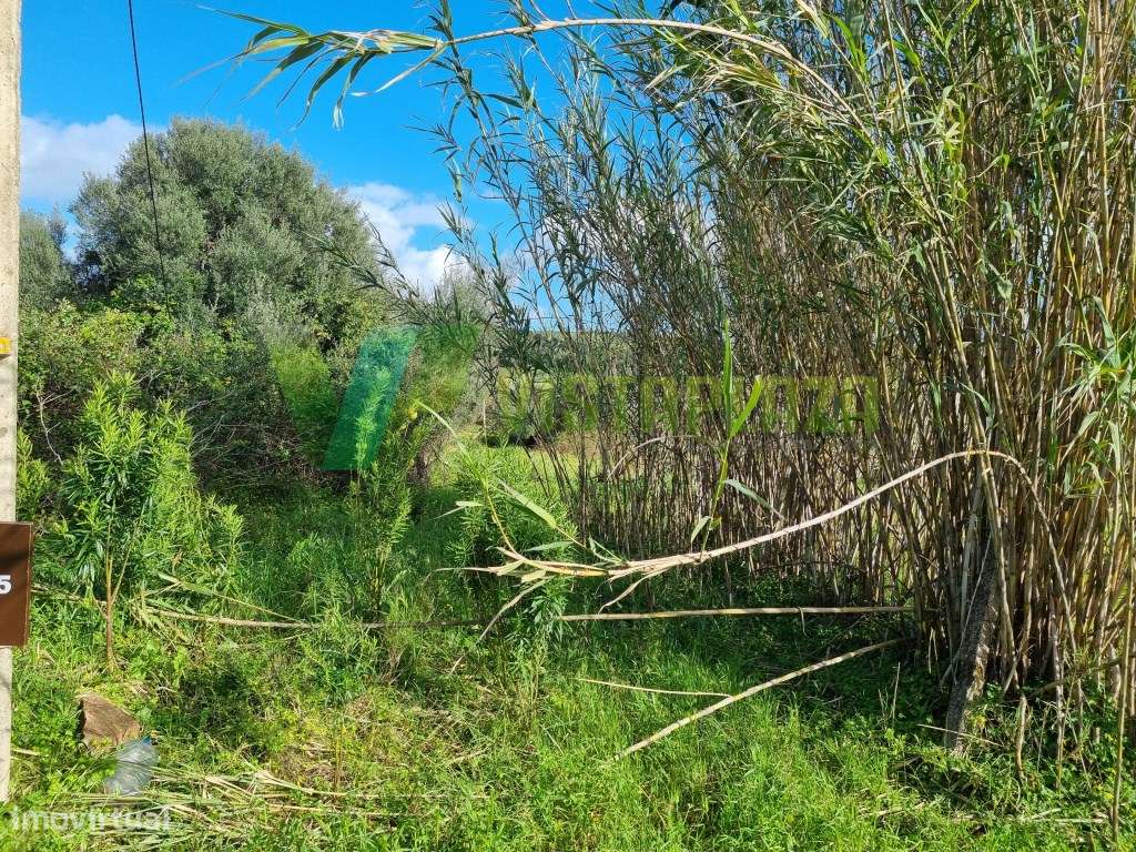 Terreno Rústico Plano com Fácil Acesso em São Bartolomeu de Messines - Grande imagem: 4/17