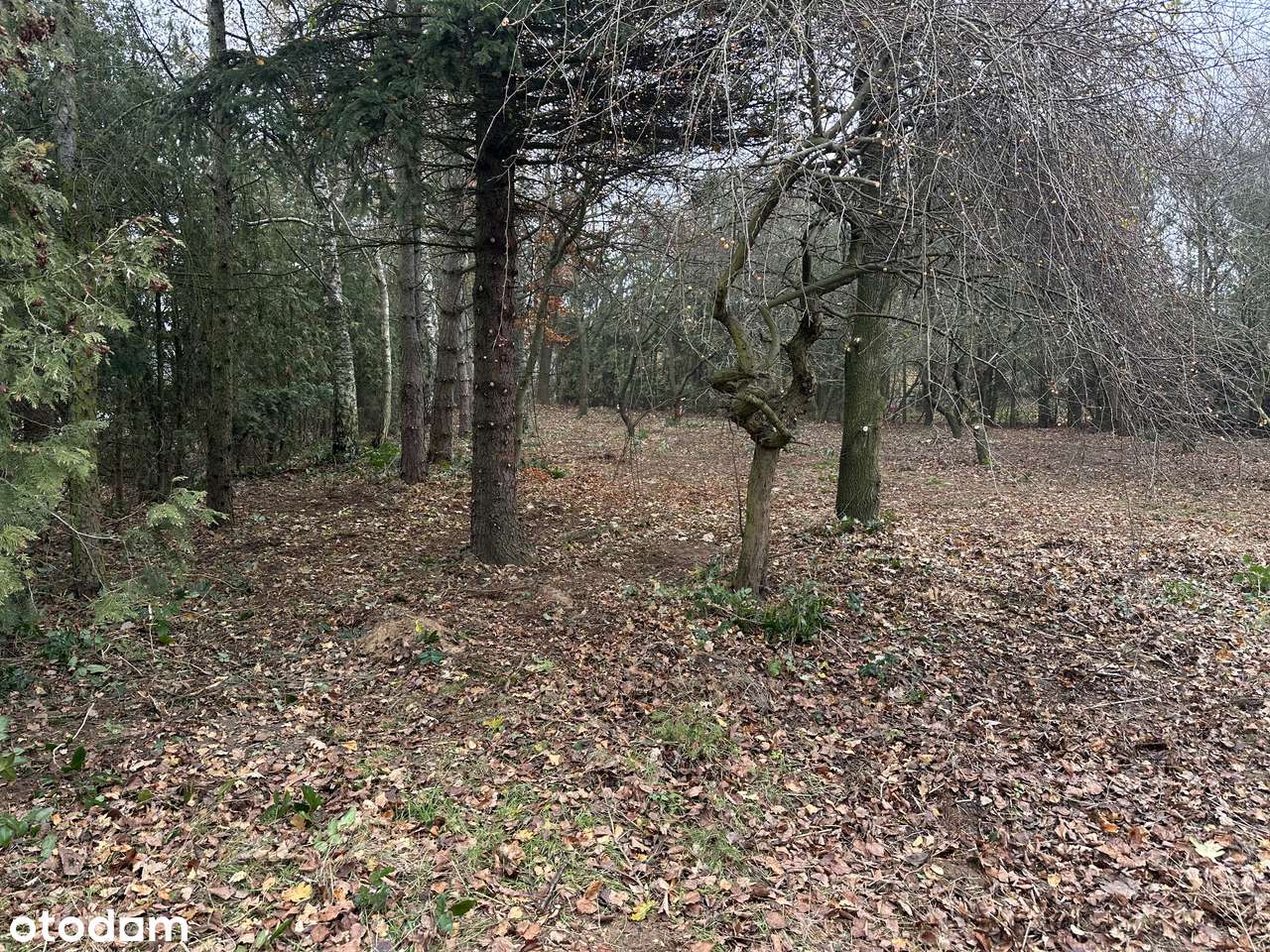 Wyjątkowa działka budowlana 2500m² - ogrodzona, media, nasadzenia MPZP - Pełny obrazek: 4/10