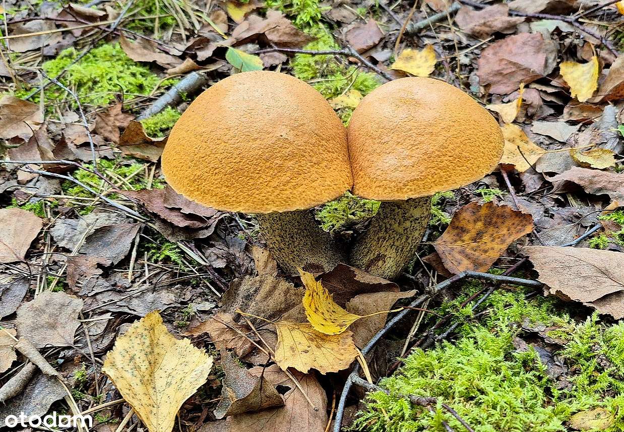 Las w Pluskach - Pełny obrazek: 4/7