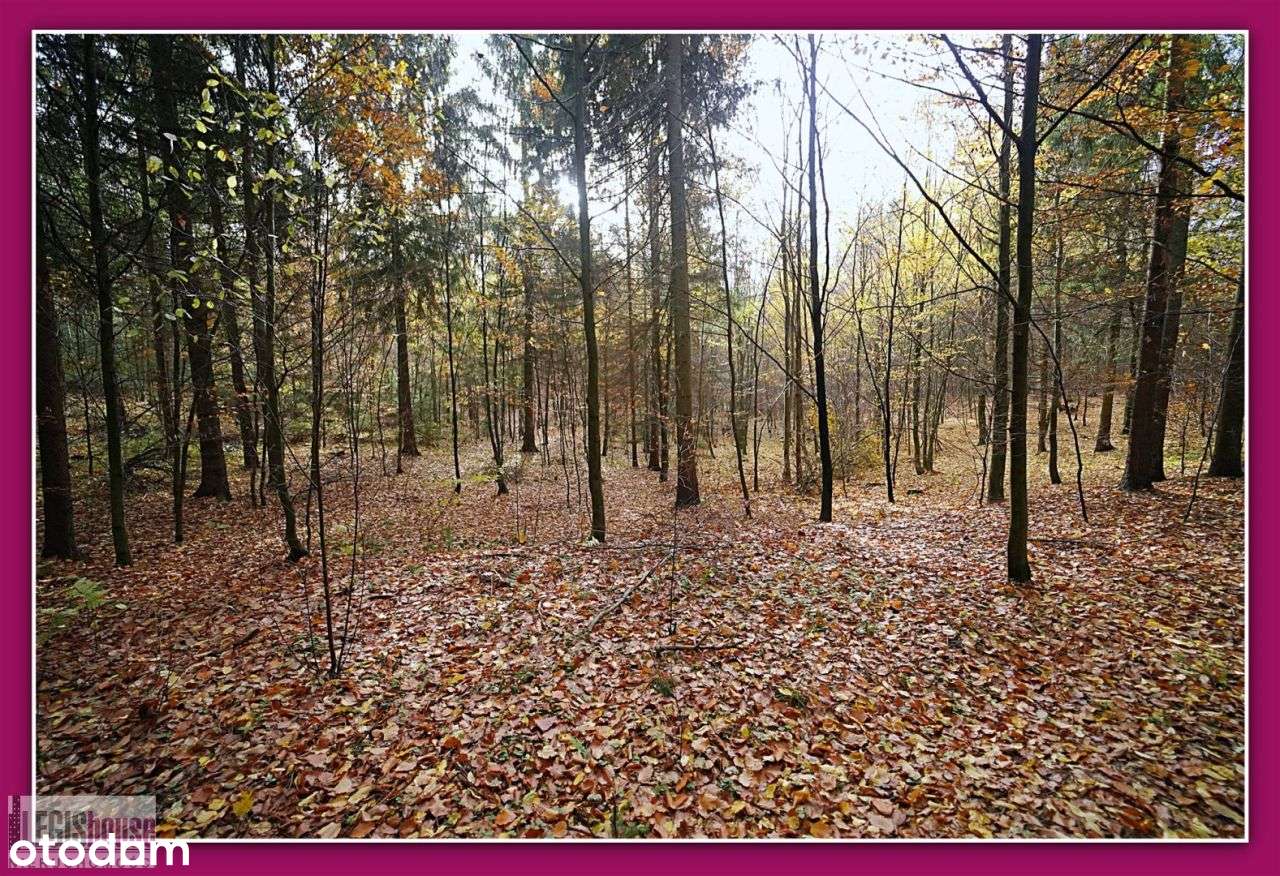 Las 2,2181 Ha*Różnowo*Bogaty Drzewostan*Uzbrojenie-19