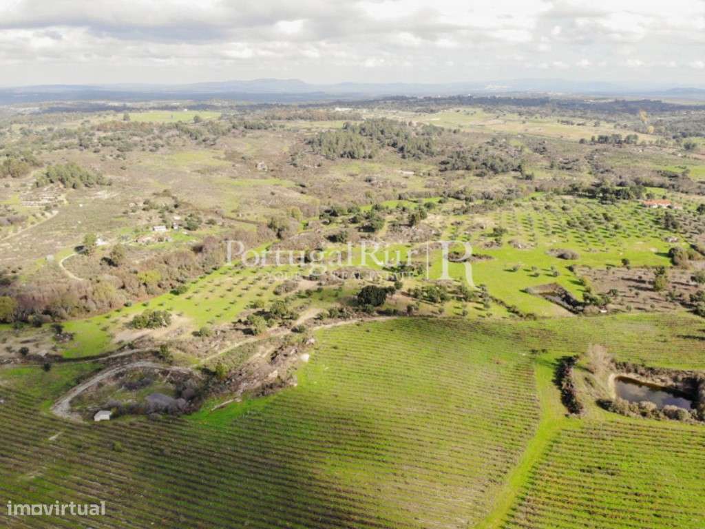 Vinha com 9.4 hectares na zona de Idanha-a-Nova - Grande imagem: 5/29