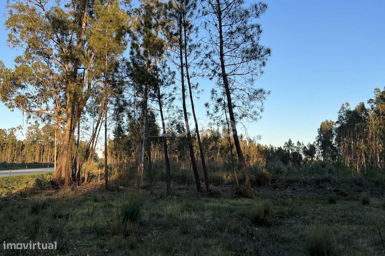 Terreno rústico com 7200M2 - Cantanhede - Grande imagem: 3/15