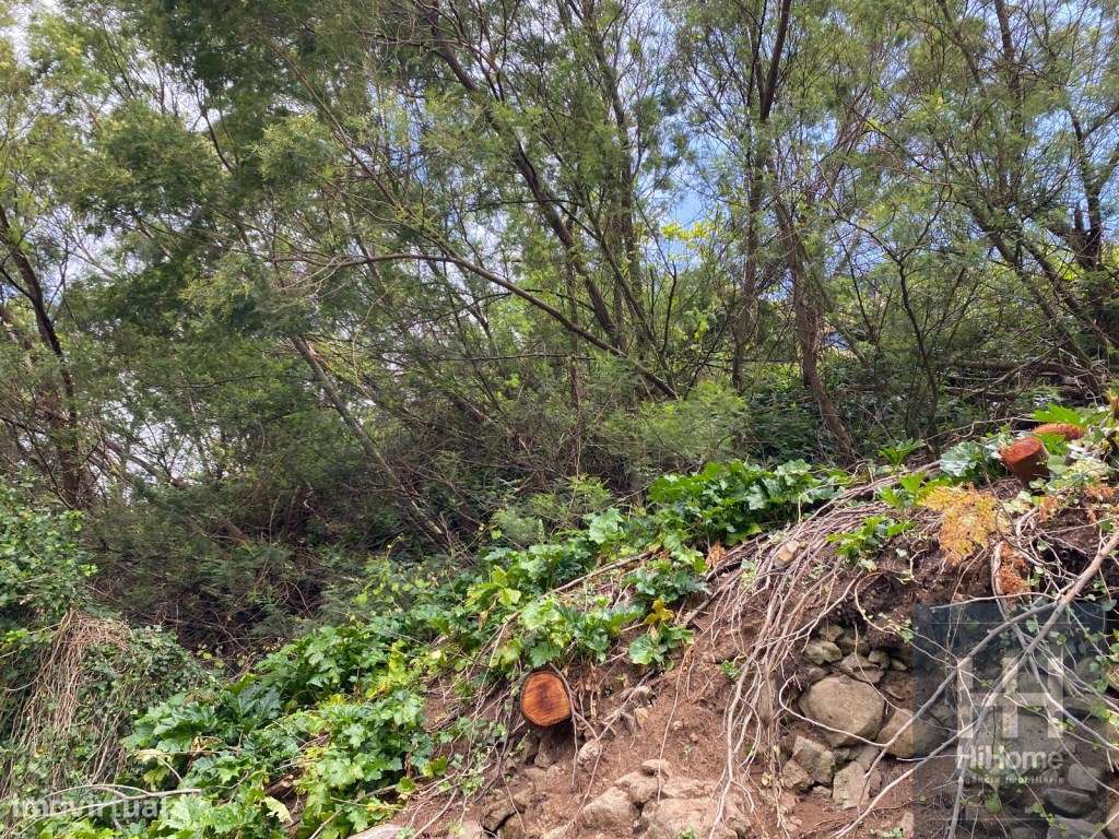 Terreno 2136 M2 | Quinta Grande Câmara de Lobos - Grande imagem: 4/10