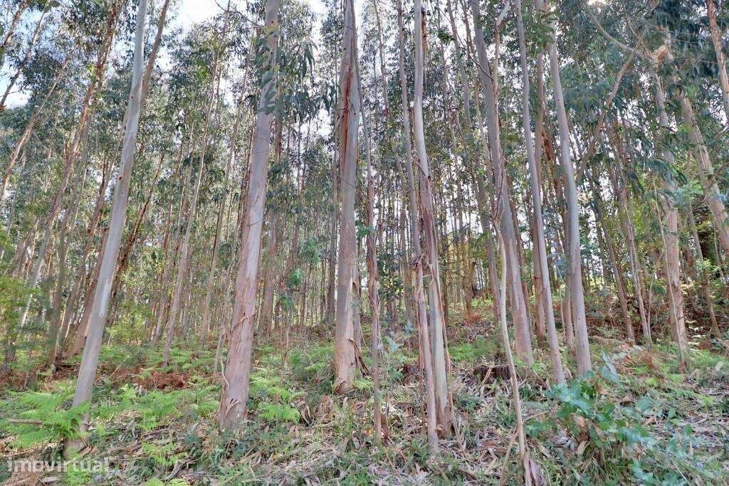 Terreno em Fraião com viabilidade de construção - Grande imagem: 3/23