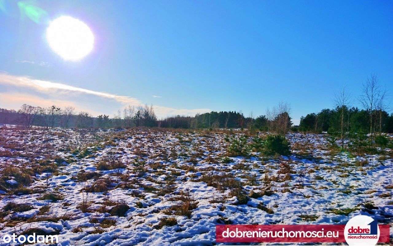 Bajeczna działka pod lasem 6100m2 Zielonczyn - Pełny obrazek: 5/6