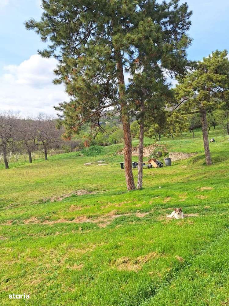 Casa de vacanta 4 camere, Gura Vadului, Tohani, Ferma Dacilor - Imagine principală: 4/20