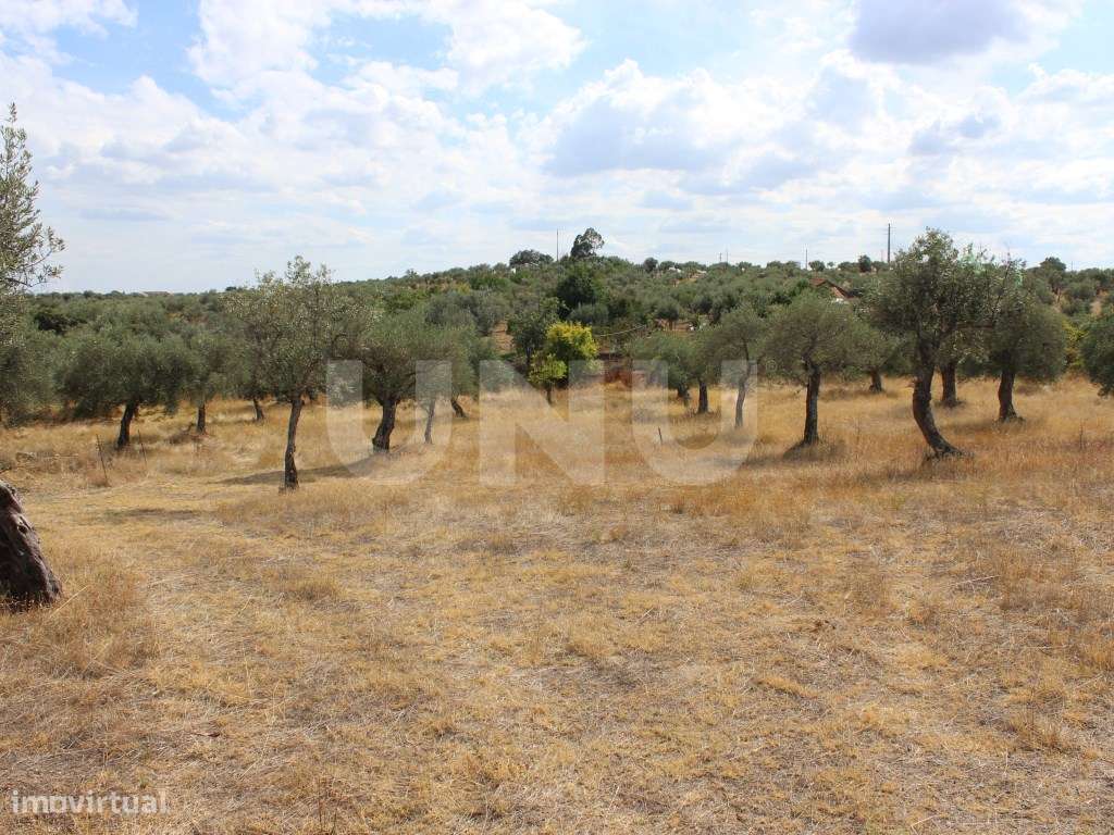Quinta com 5000m2 para Venda na Mata. - Grande imagem: 5/33
