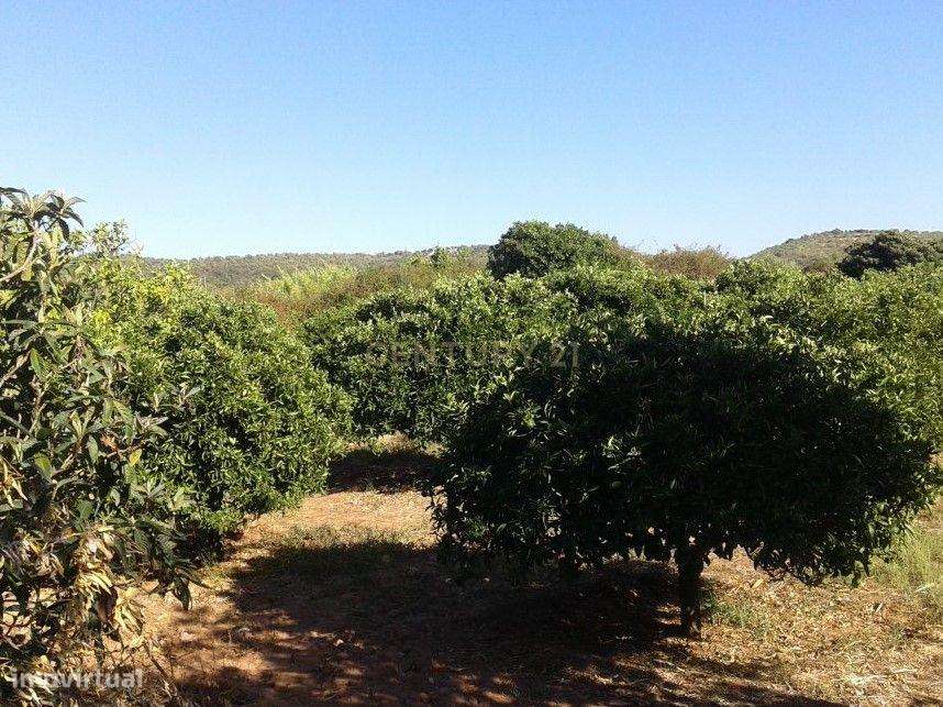 Terreno Rústico de 6725 m2, situado em Santo Estevão a escassa distânc - Grande imagem: 2/4