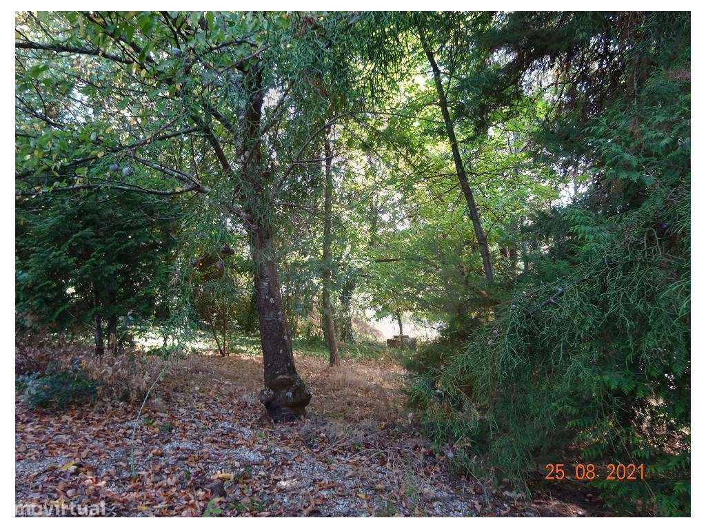 Quintinha - Moreira de Cónegos, Guimarães-19