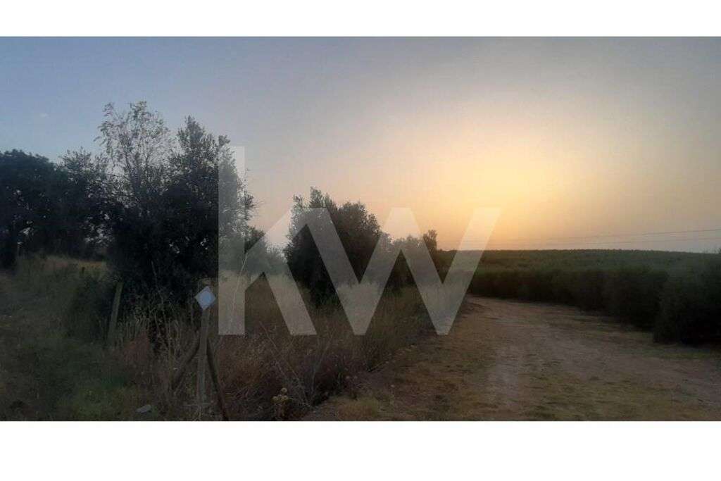 Terreno rústico com plantação de Olival em Avis Portalegre - Grande imagem: 2/10