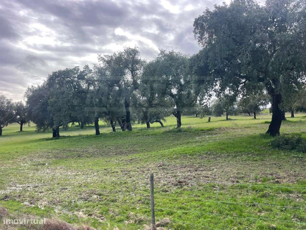 Propriedade Rústica com 11 Hectares junto a Canhestros-17