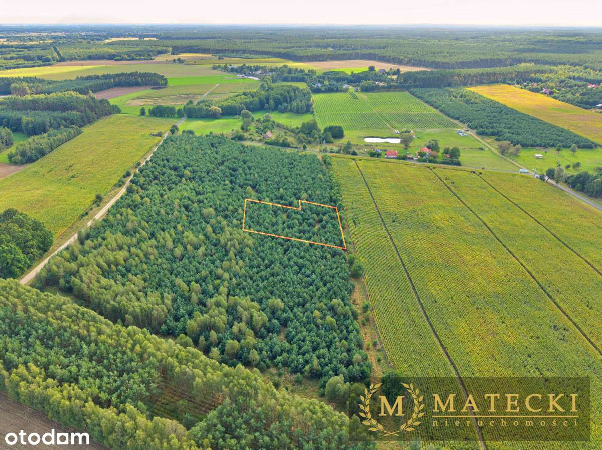 Wyjątkowa, duża działka z drzewami-11