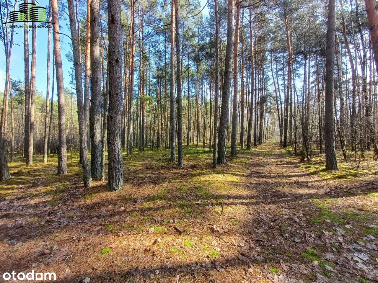 -Działka Leśna gm. Michałowo- - Pełny obrazek: 4/5