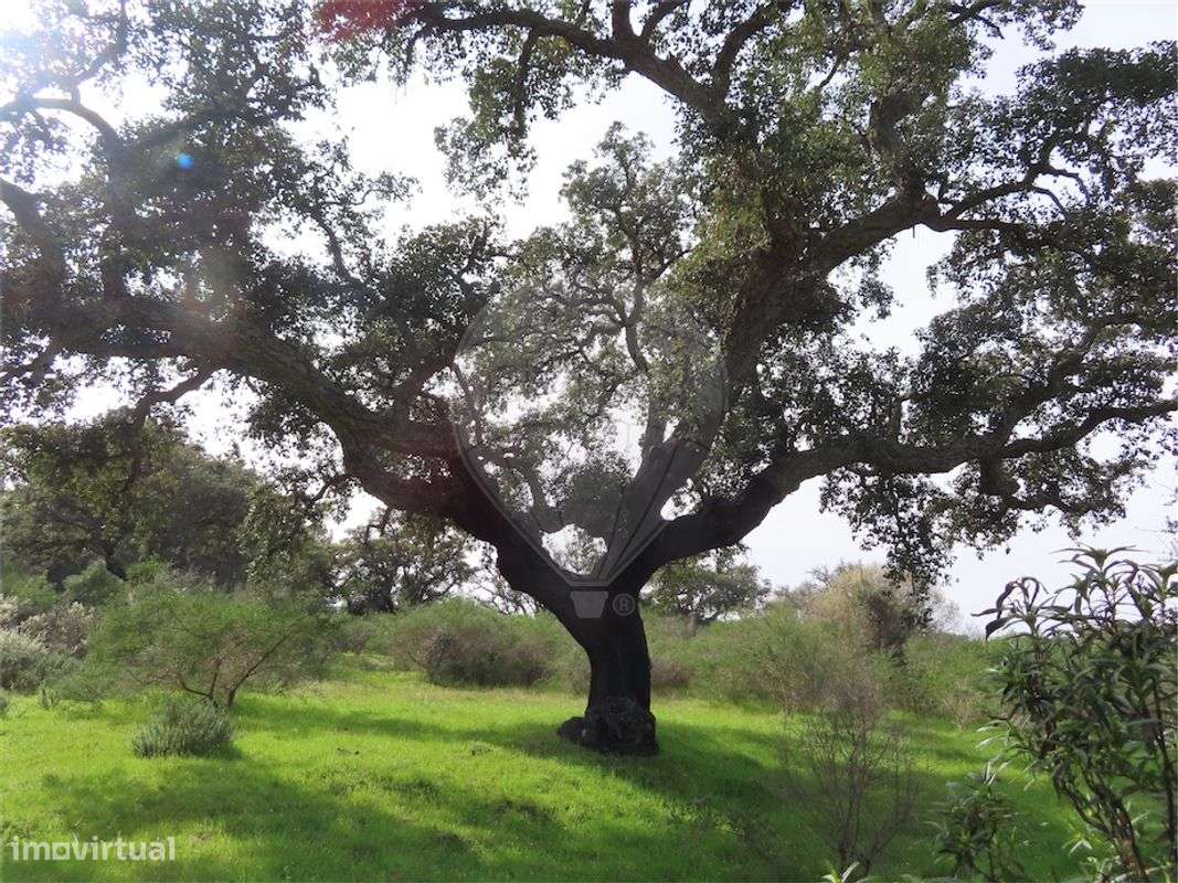 Quinta  para venda - Grande imagem: 4/22