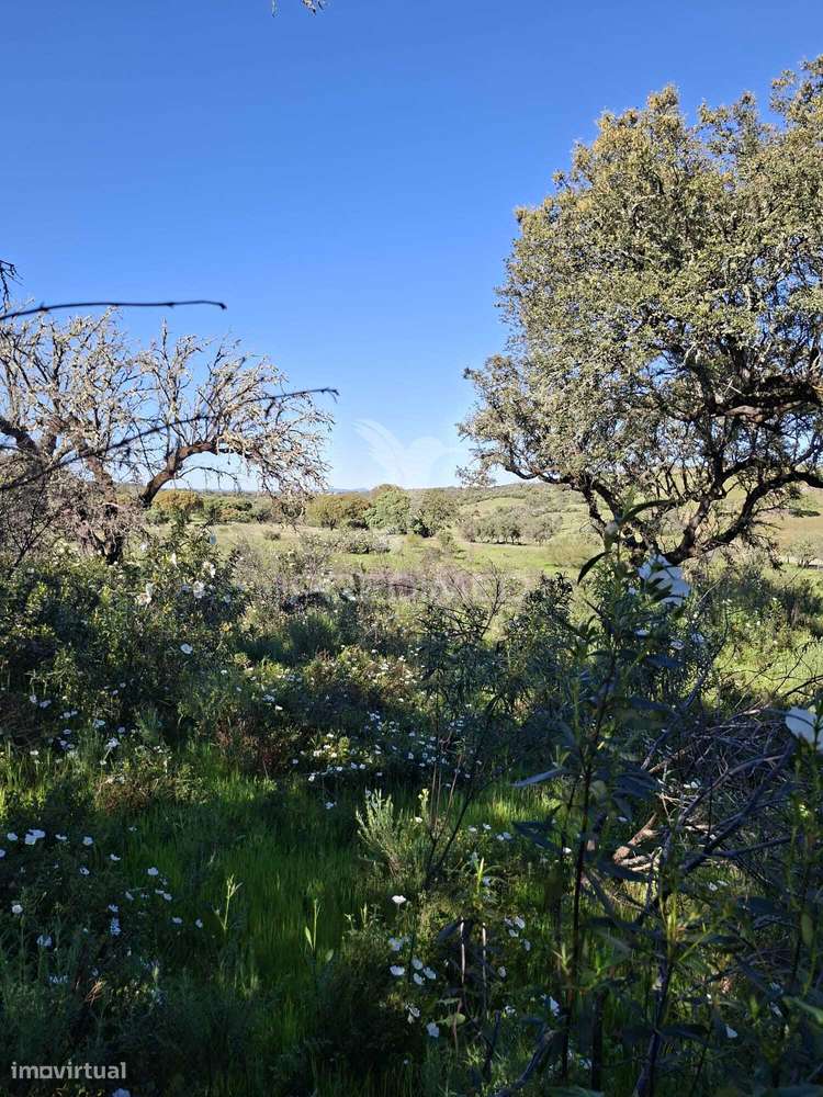 Terreno Rustico com 4,625 hectares - Grande imagem: 3/20