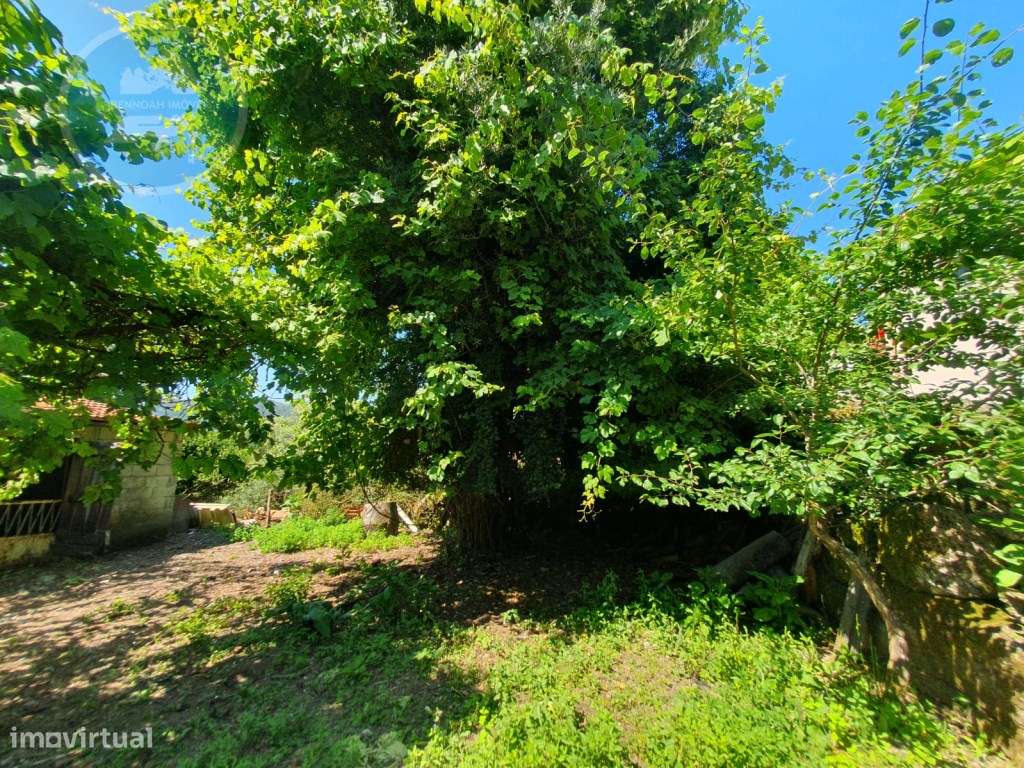 Quinta à venda para restauro em Arroteia freguesia de Rossas-52