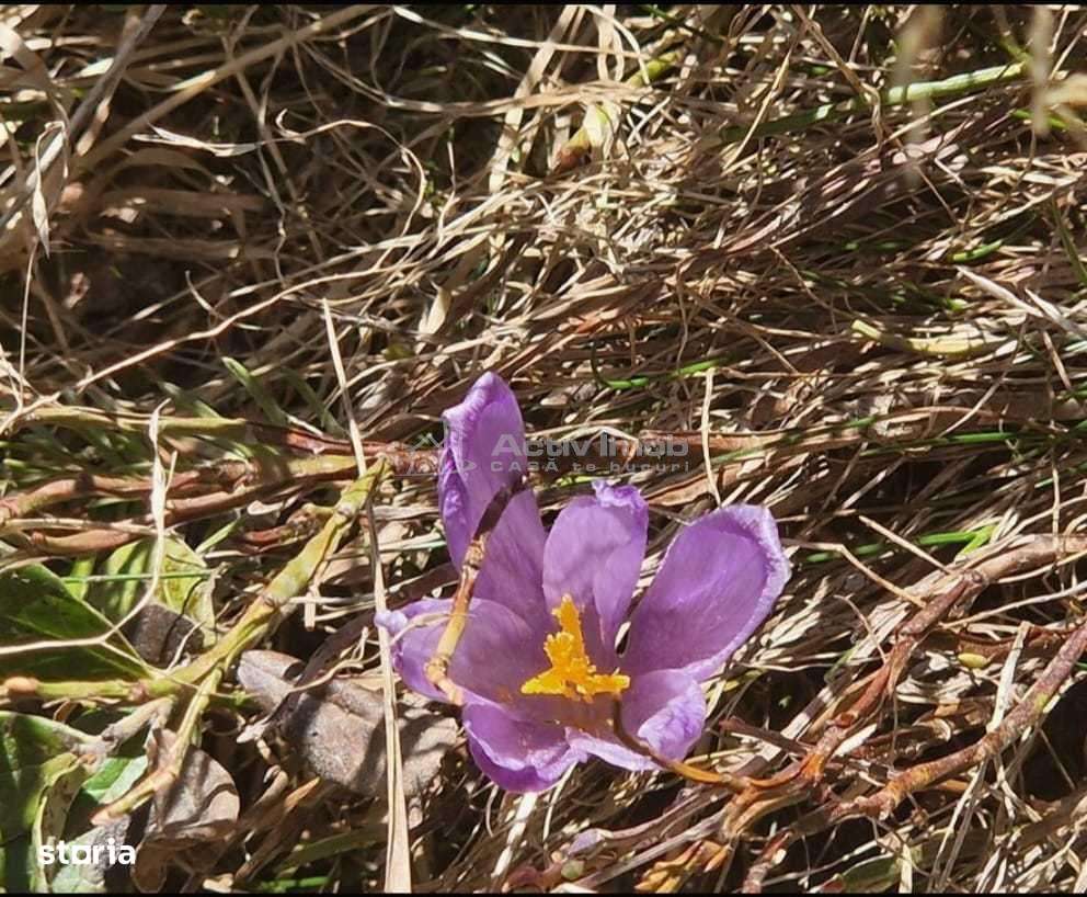 Casa de vacanta - 1.800 mp - Varful lui Roman - Horezu - Imagine principală: 4/13