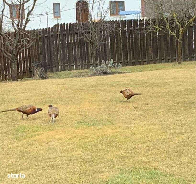 Casa cu materiale de calitate, 639 mp teren, zona deosebita, Borhanci - Imagine principală: 4/12