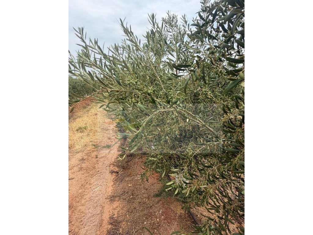 Venda de Sociedade Agrícola com Olival Superintensivo de Elevada Re...-7